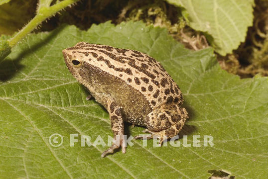 Image of Black-spotted sticky frog