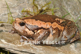 Image of Banded Bullfrog