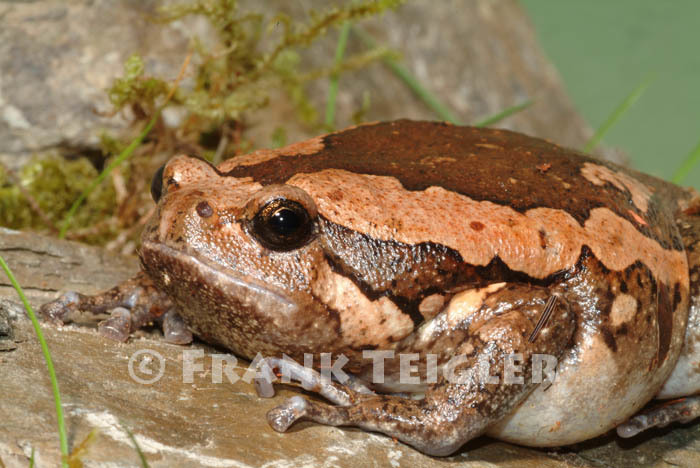 Image of Banded Bullfrog