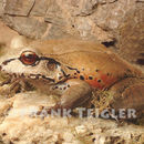 Image of Slender-fingered Bladder Frog