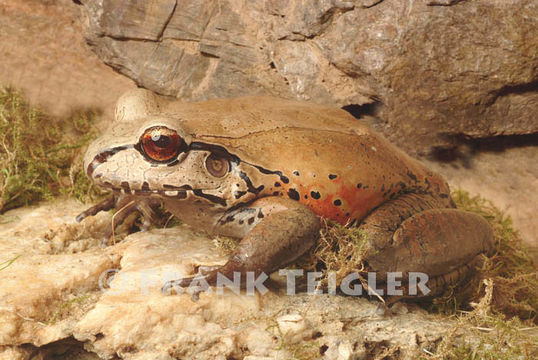 Image of Slender-fingered Bladder Frog