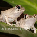 Image of Tai Forest Treefrog