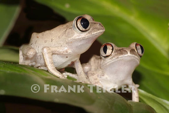 Leptopelis occidentalis Schiøtz 1967的圖片