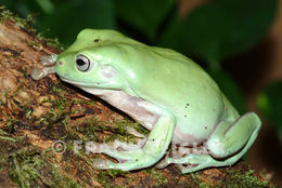 Image of Australian Green Treefrog