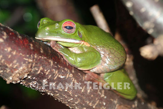 Imagem de <i>Litoria infrafrenata</i>