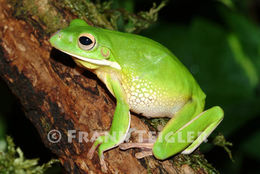 Image of <i>Litoria infrafrenata</i>