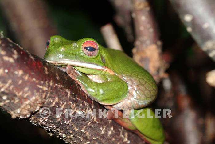 Image de <i>Litoria infrafrenata</i>