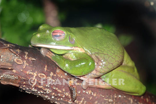 Image of <i>Litoria infrafrenata</i>