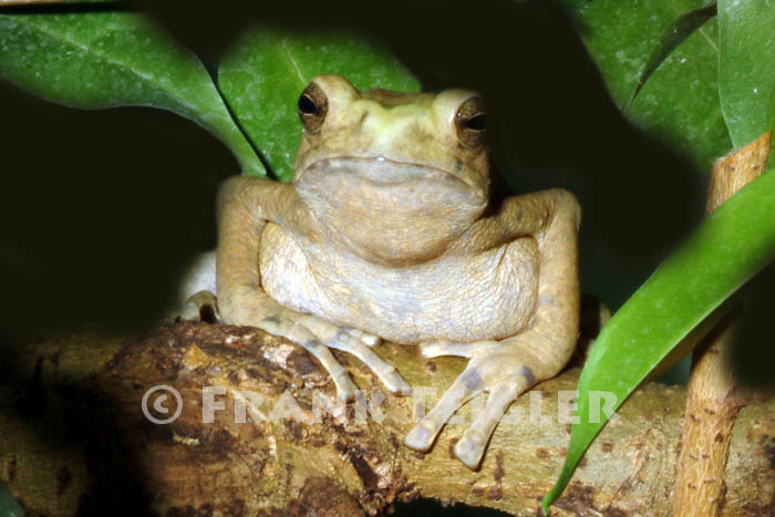 Image of Boulenger's Asian tree toad