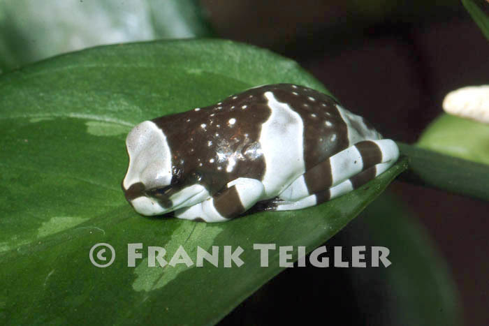 Image of Amazon Milk Frog