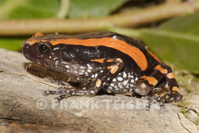 Image of Banded Rubber Frog