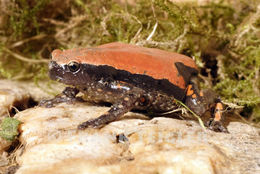 Image of West African Rubber Frog