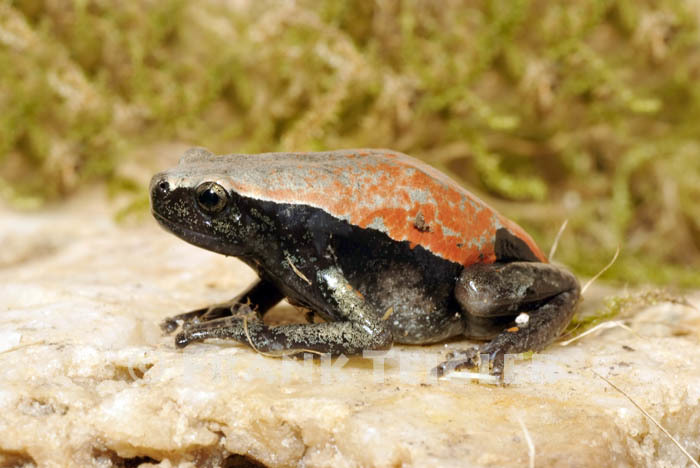 Image of West African Rubber Frog