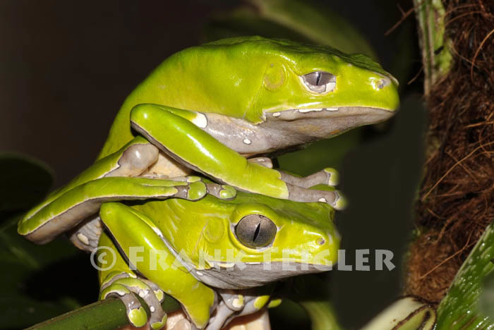 Image of Giant leaf frog