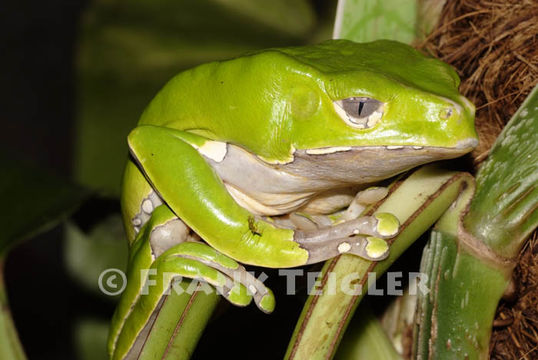 Image of Giant leaf frog