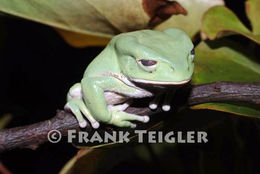 Imagem de Phyllomedusa boliviana Boulenger 1902