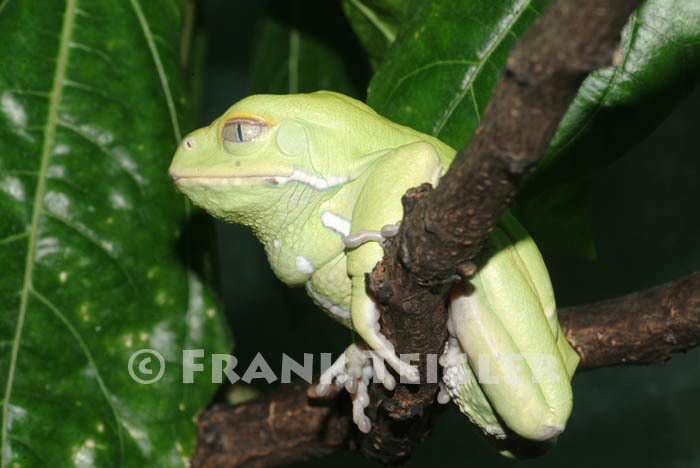 Image of painted-belly leaf frog