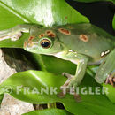 Image of Chinese Gliding Frog