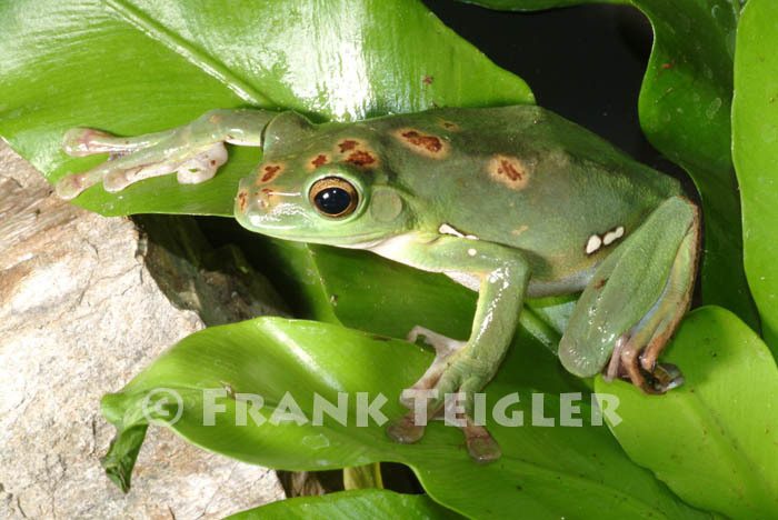 Image of Chinese Gliding Frog