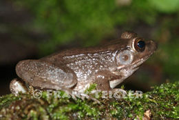 Image of Bronze Frog