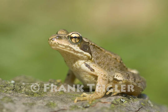 Image of Common frog