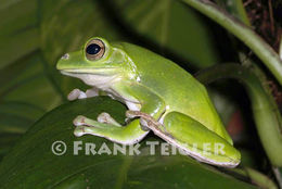 Image of Chinese Gliding Frog