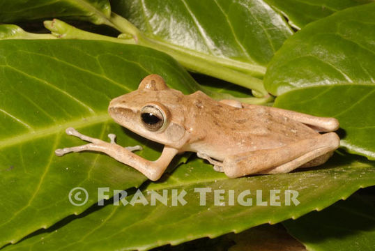 Image of Common Tree Frog