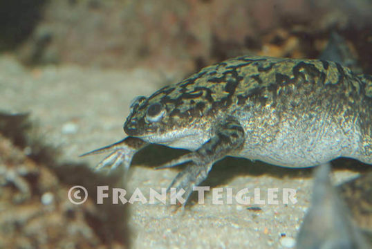 Image of African clawed frog