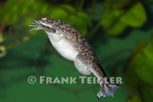 Image of African clawed frog