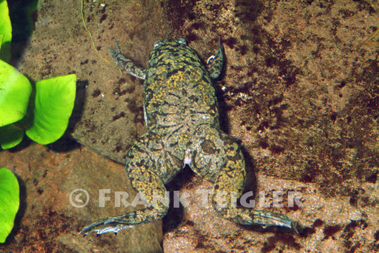 Image of African clawed frog