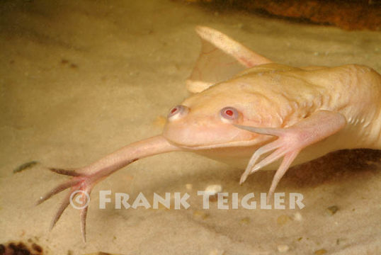 Image of African clawed frog