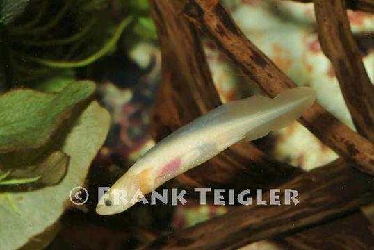 Image of Axolotl