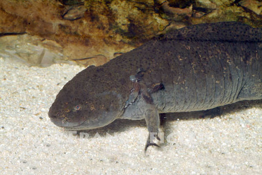 Image of Axolotl