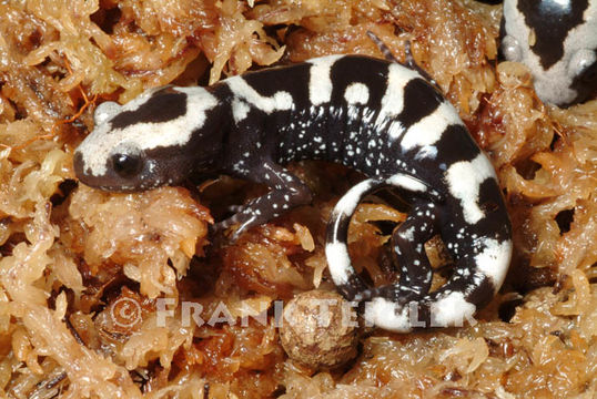 Image of Marbled Salamander