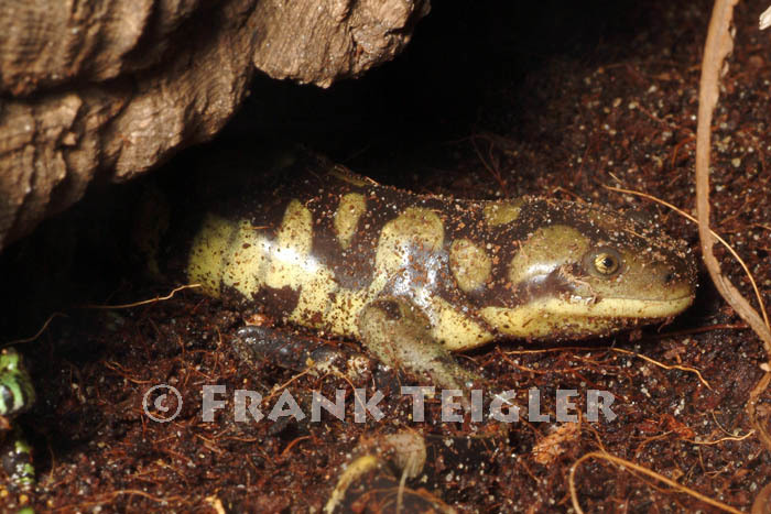 Image of Eastern Tiger Salamander