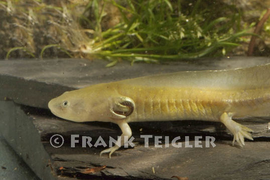 Imagem de Ambystoma tigrinum (Green 1825)