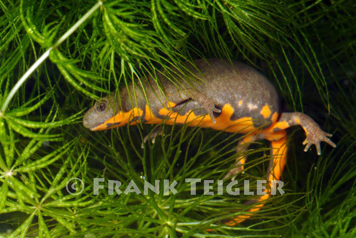 Image of Oriental Fire-bellied Newt