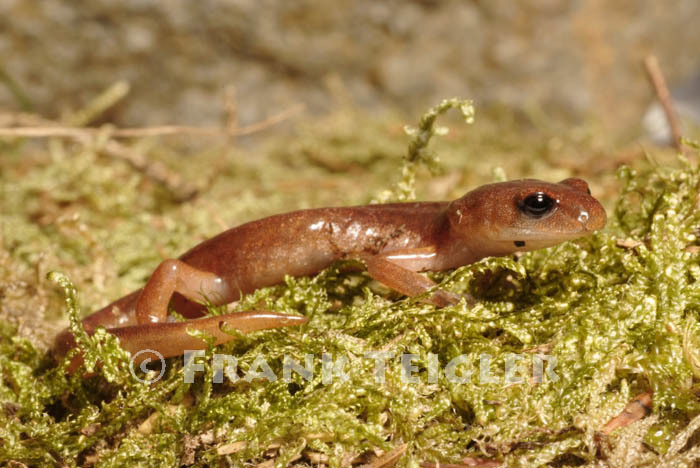 Image de Ensatina eschscholtzii Gray 1850