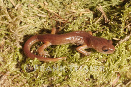 Image de Ensatina eschscholtzii Gray 1850