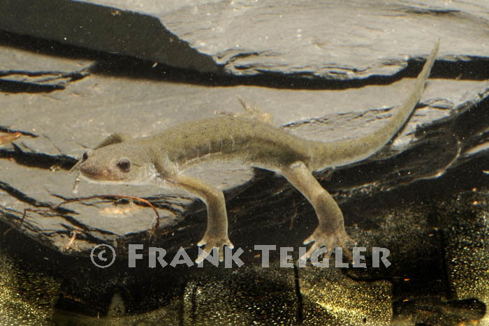 صورة Hynobius nigrescens Stejneger 1907