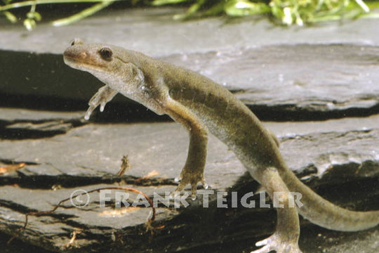 Image of Japanese Black Salamander