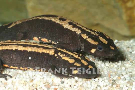 Image of Laos Warty Newt; Laotriton de Laos