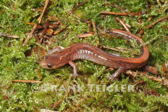 Sivun Plethodon cinereus (Green 1818) kuva