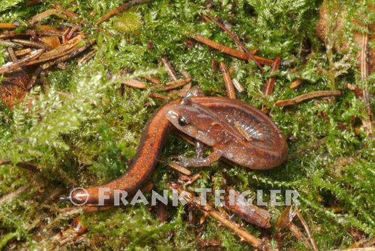 Image of Eastern Red-backed Salamander