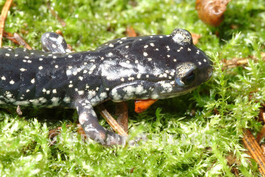 Imagem de Plethodon glutinosus (Green 1818)