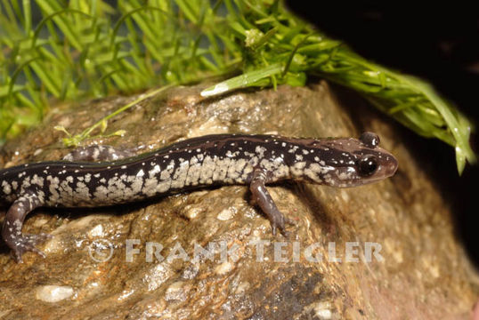 Image of Northern Slimy Salamander