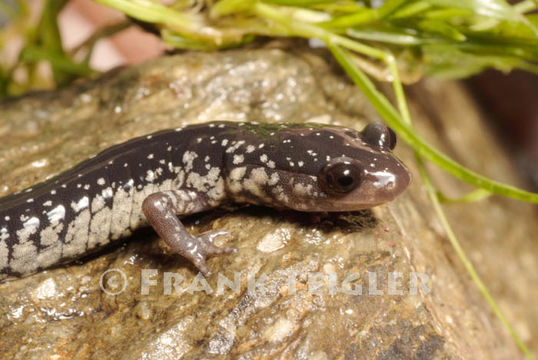 Imagem de Plethodon glutinosus (Green 1818)