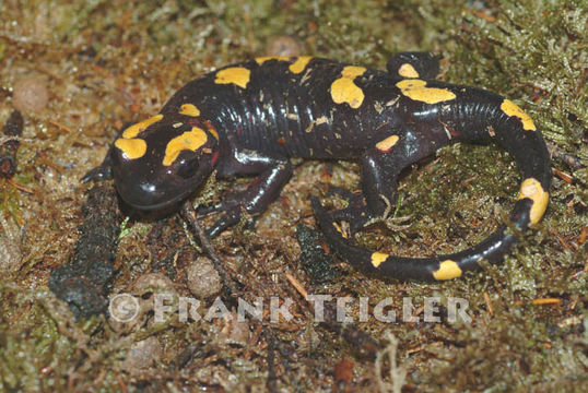 Image of North African Fire Salamander