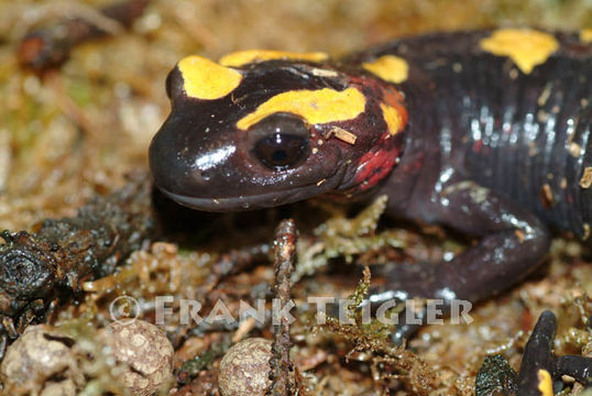 Image of North African Fire Salamander