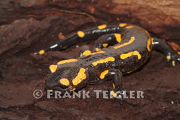 Image of Common Fire Salamander